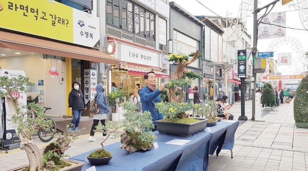 박흥수 여주한글시장 상인회장이 전시된 분재를 살펴보고 있다.