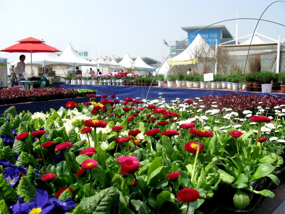 농협수원유통센터는 오는 3월 12일 부터 5월 31일까지 야외 행사장에서 '제18회 봄맞이 하나로 꽃·나무·모종 행사'를 개최한다.  