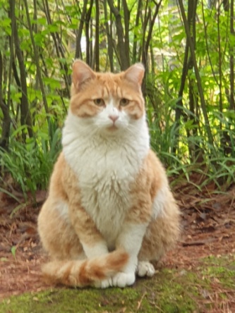 고양이