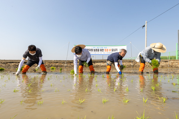 토종 벼 모내기 시연 행사 [사진=경기도]