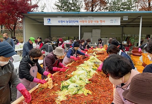 수원지역 농업인 단체 회원들이 김장을 하고 있다.[사진=수원특례시]
