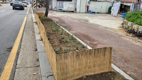 가로수 제설제 차단막을 설치한 띠녹지.[사진=수원특례시]