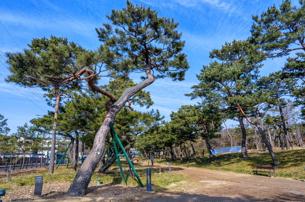 겨울철에도 소나무가 녹음을 자랑해 계절을 잊게 하는 노송공원.[사진=수원특례시]
