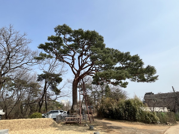 수원시 보호수[사진=수원특례시]