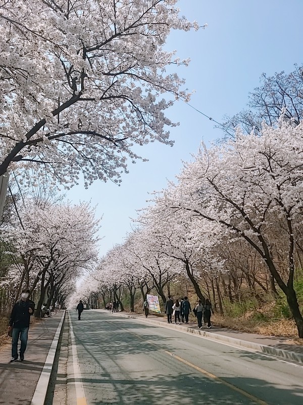 평택의 봄꽃 명소 ‘은혜로 벚꽃길’[사진=평택시]