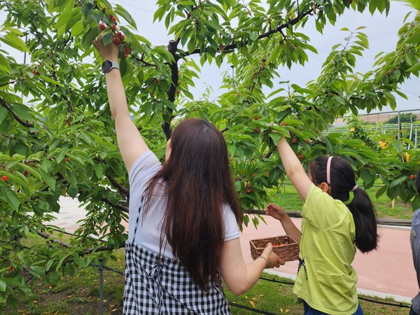 과수 오감 체험 프로그램 참여자가 체리를 수확하고 있다[사진=수원특례시]