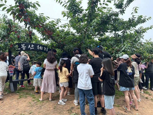 평택시로컬푸드재단은 지난 10일 평택 시민들 대상으로 관내 체리 농장에서 체리 수확 체험을 진행했다.