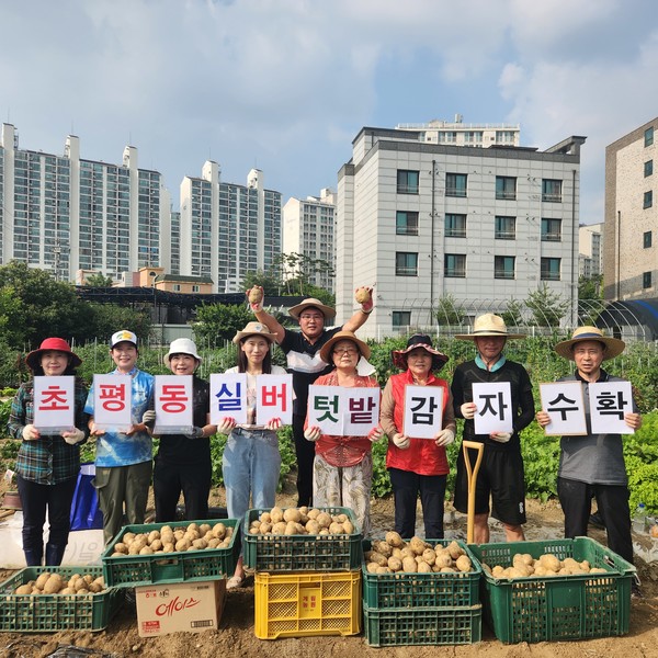 초평동 지역사회보장협의체, 누읍동 실버텃밭에서 ‘사랑의 감자 수확’[사진=오산시]