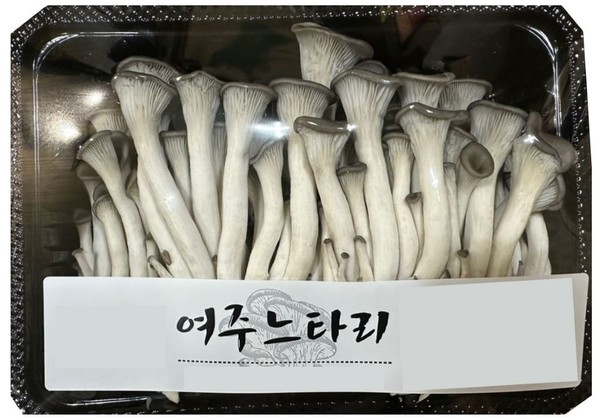 느타리버섯 신품종 ‘대선’ [사진=경기도]