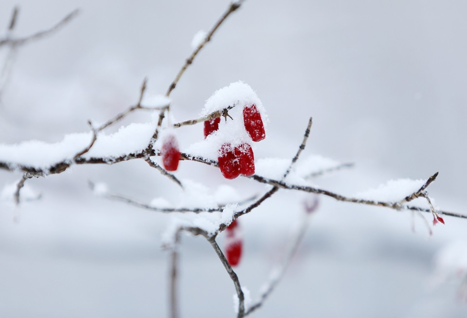 12일 오후 경기도 고양시에서 산수유 열매 위로 눈이 소복히 쌓여있다. [사진= 연합뉴스]